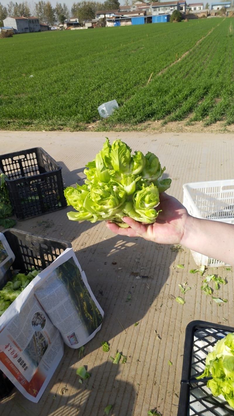 新鲜儿菜现摘现走