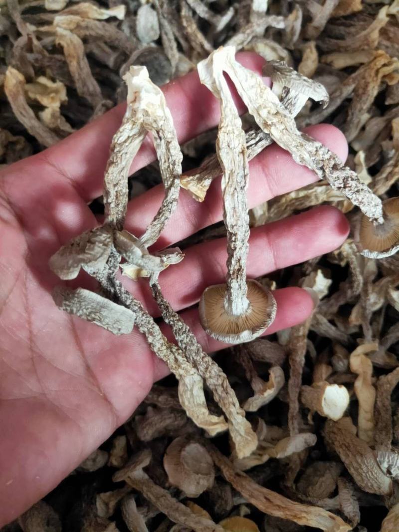 新烤鹿茸菇鹿茸菌食用菌干货酒店食材厂家直销量多从优