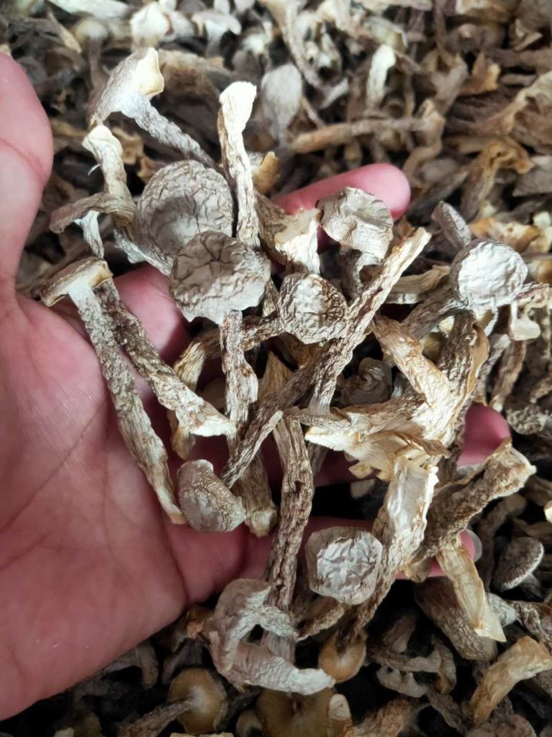 新烤鹿茸菇鹿茸菌食用菌干货酒店食材厂家直销量多从优