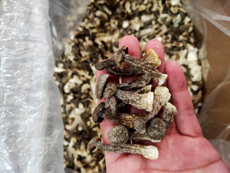 新烤鹿茸菇鹿茸菌食用菌干货酒店食材厂家直销量多从优