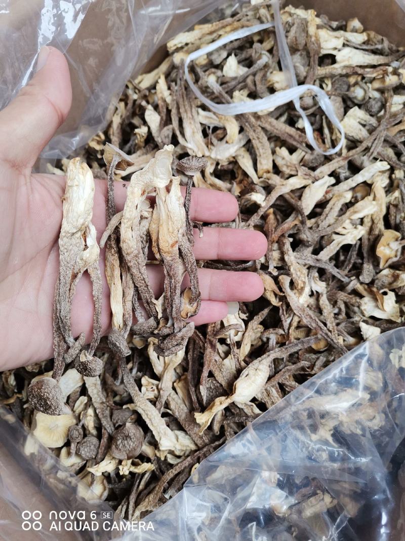 新烤鹿茸菇鹿茸菌食用菌干货酒店食材厂家直销量多从优
