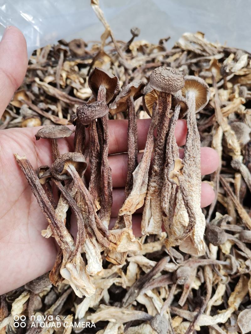 新烤鹿茸菇鹿茸菌食用菌干货酒店食材厂家直销量多从优
