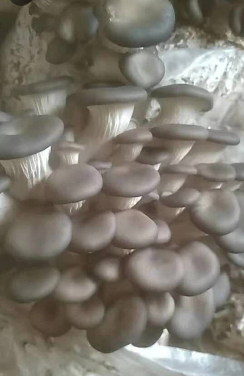 鲜品平菇，袖珍菇自种自销，为咱当地百姓提供新鲜蔬菜