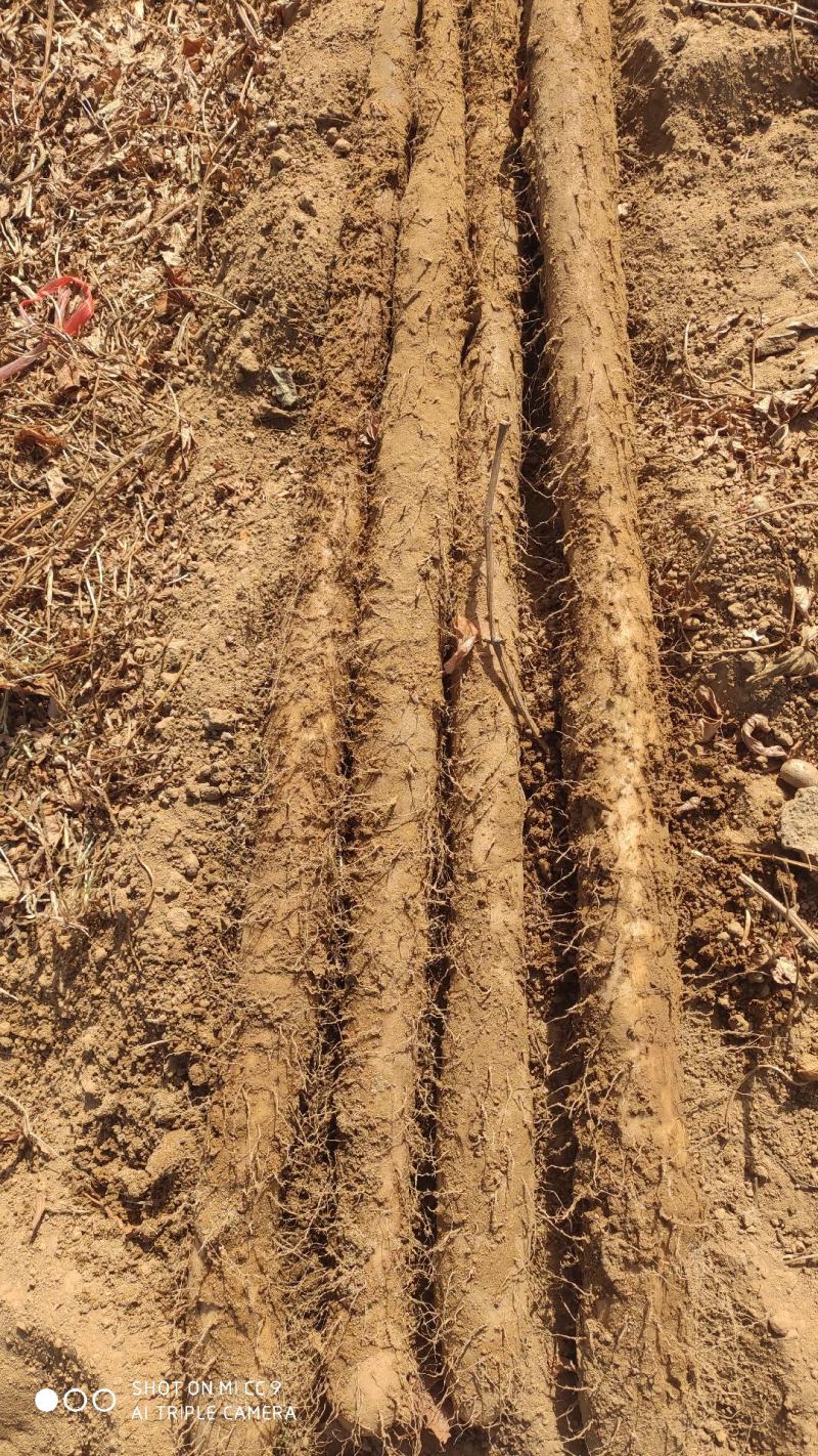 河北白玉山药麻山药小白嘴白山药铁棍山药新鲜蔬菜铁杆淮山