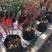 北美冬青绿植物盆栽室内盆景红果花灌木花卉客厅