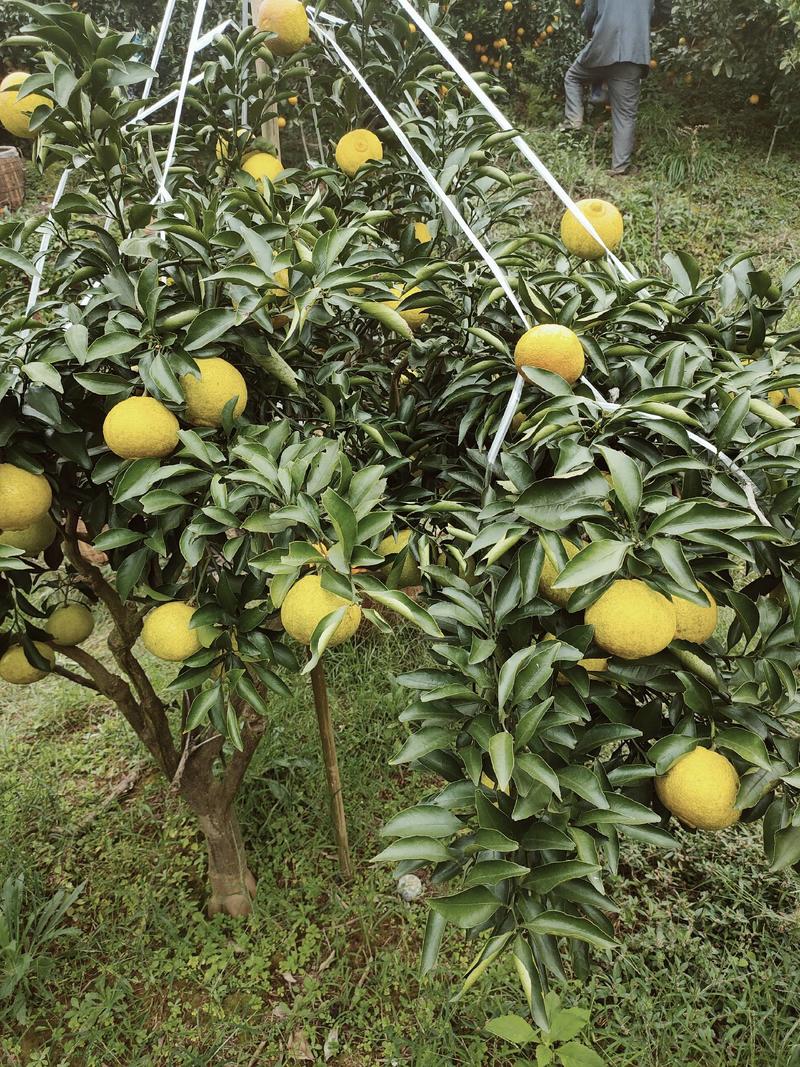 洪江黄金贡柚柑桔类的黑马”新品种，含糖量高，可一件代发