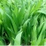 蓝花鸢尾草种子盆栽公园庭院多年生花海花卉花种子蓝花燕尾花