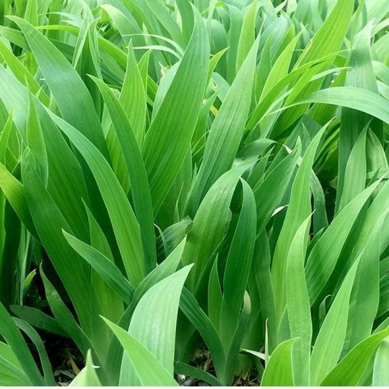 蓝花鸢尾草种子盆栽公园庭院多年生花海花卉花种子蓝花燕尾花