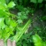 【芹菜苗】法国皇后精品芹菜苗当天拔苗，货源充足