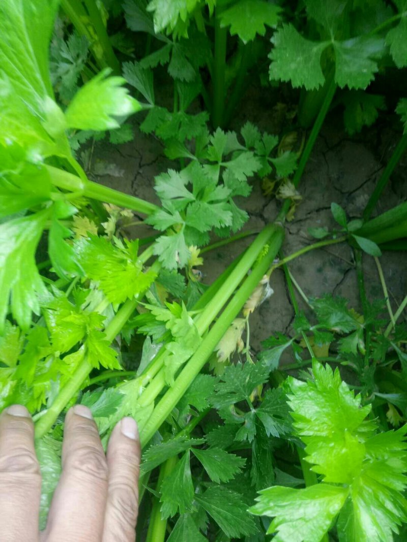【芹菜苗】法国皇后精品芹菜苗当天拔苗，货源充足