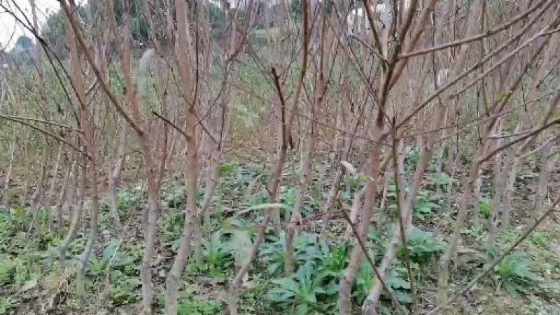 新黄金蜜1号早熟黄桃苗果子六月初成熟基地现挖保湿