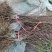 新黄金蜜1号早熟黄桃苗果子六月初成熟基地现挖保湿