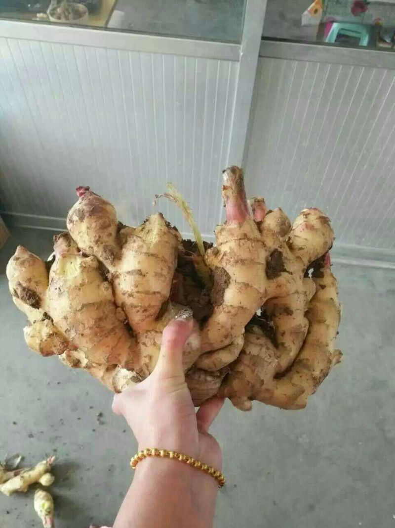 生姜产地直销一手货源价格便宜质量保证，大黄姜小黄姜