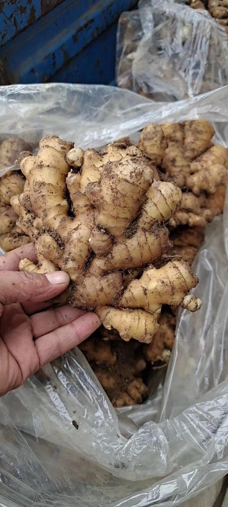 生姜产地直销一手货源价格便宜质量保证，大黄姜小黄姜