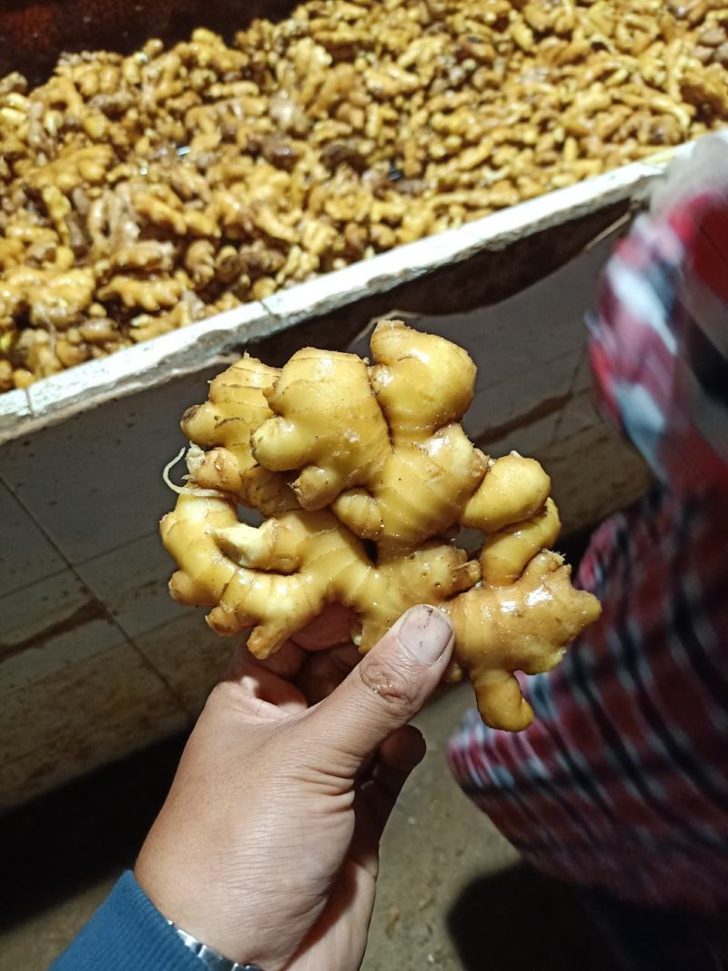 生姜产地直销一手货源价格便宜质量保证，大黄姜小黄姜