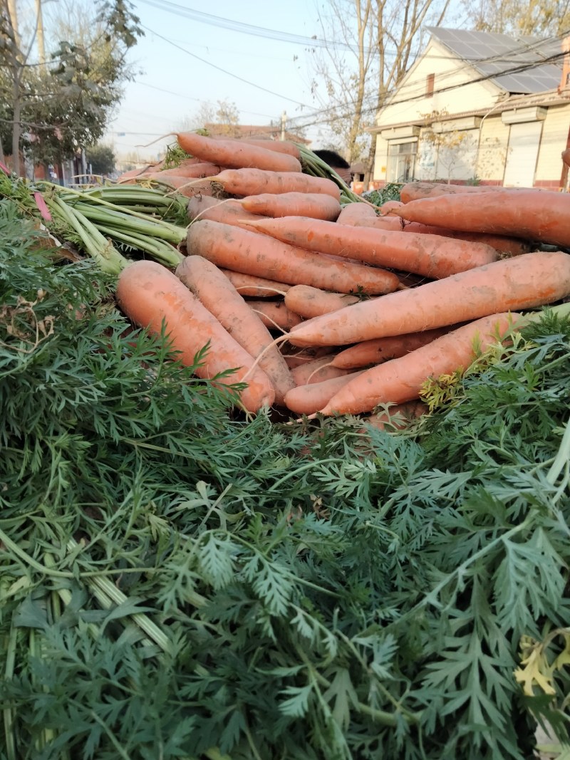 出售红萝卜口感好、又翠又好吃