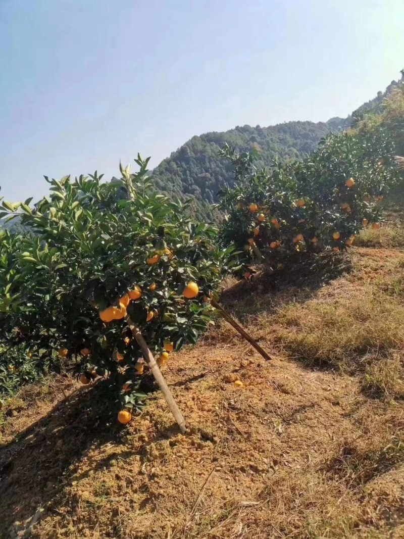 江西赣南脐橙一件代发包邮产地直供