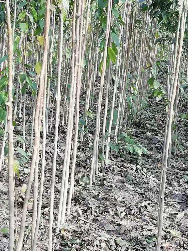 杜仲树两年苗三年苗及多年大规格原生与裁杆发冒都