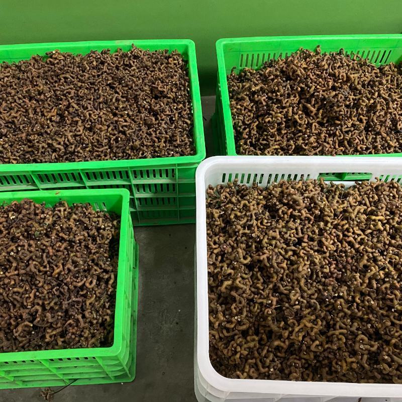 包邮拐枣净果新鲜拐枣拐枣果万寿果鸡爪梨枳椇子水果