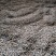 大掉价了，贵望高山野生山茶籽