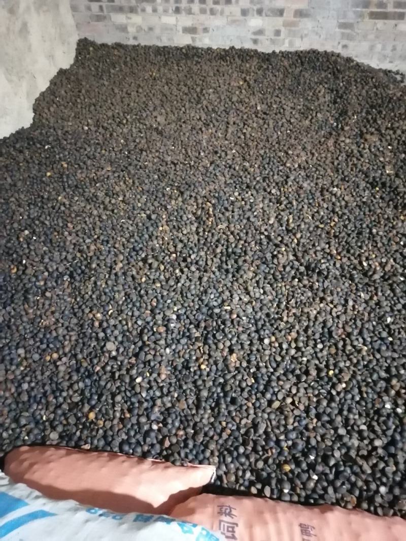 大掉价了，贵望高山野生山茶籽