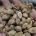 砂仁进口货，国产春砂仁，大量供应，批零兼营