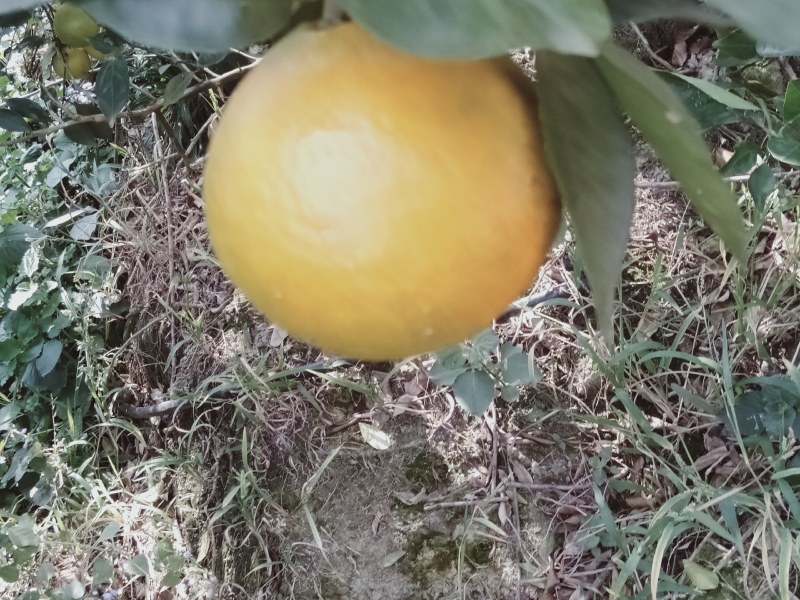 皇帝柑青果大量上市供应，电商货品价格更优，质量保证