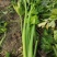 精品芹菜大量上市，价格不高，另外还有花菜，萝卜，包菜，