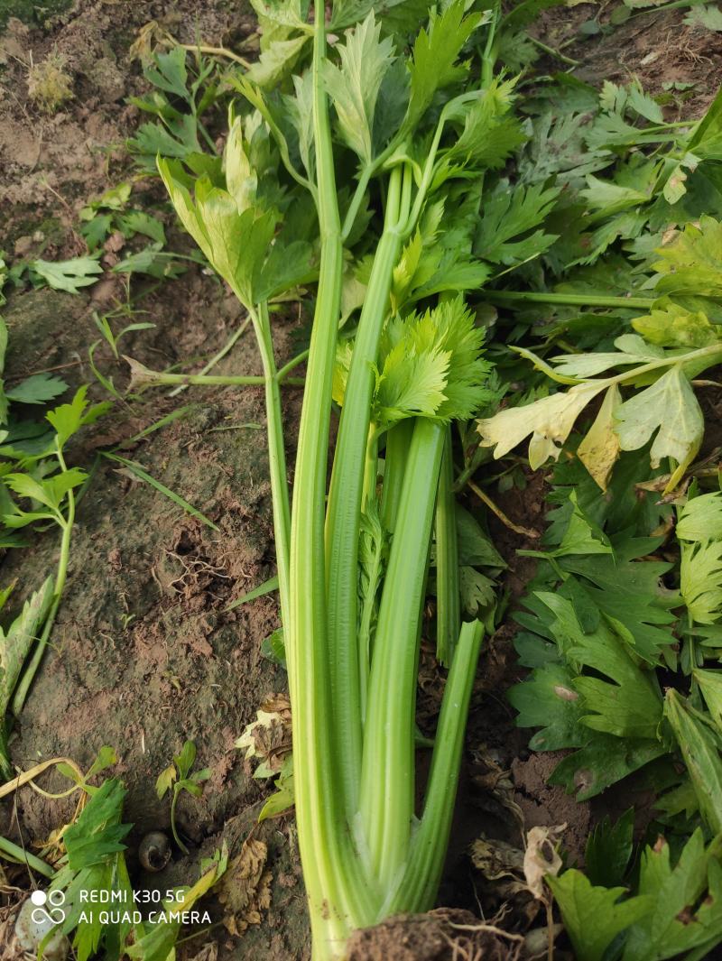 精品芹菜大量上市，价格不高，另外还有花菜，萝卜，包菜，