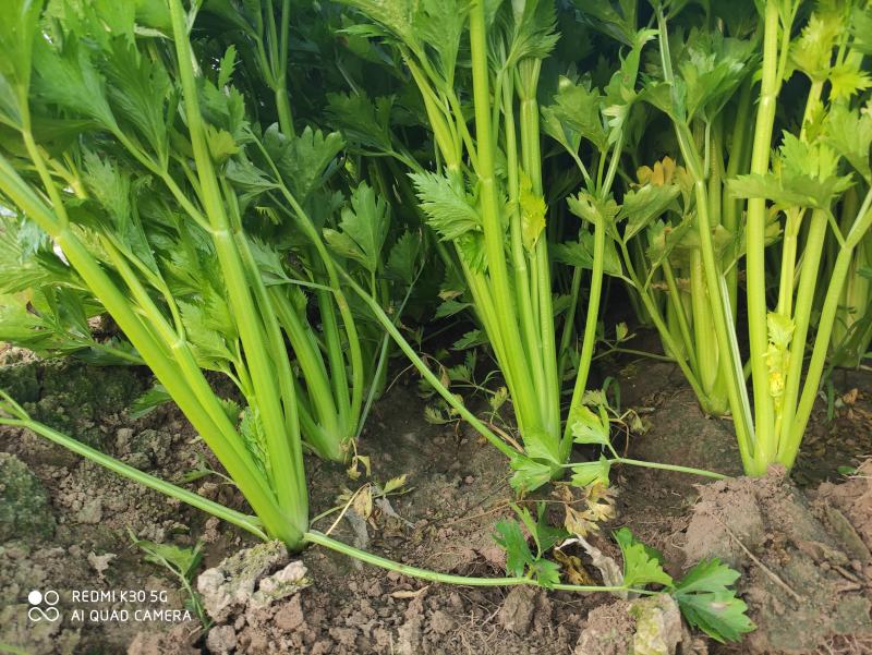精品芹菜大量上市，价格不高，另外还有花菜，萝卜，包菜，