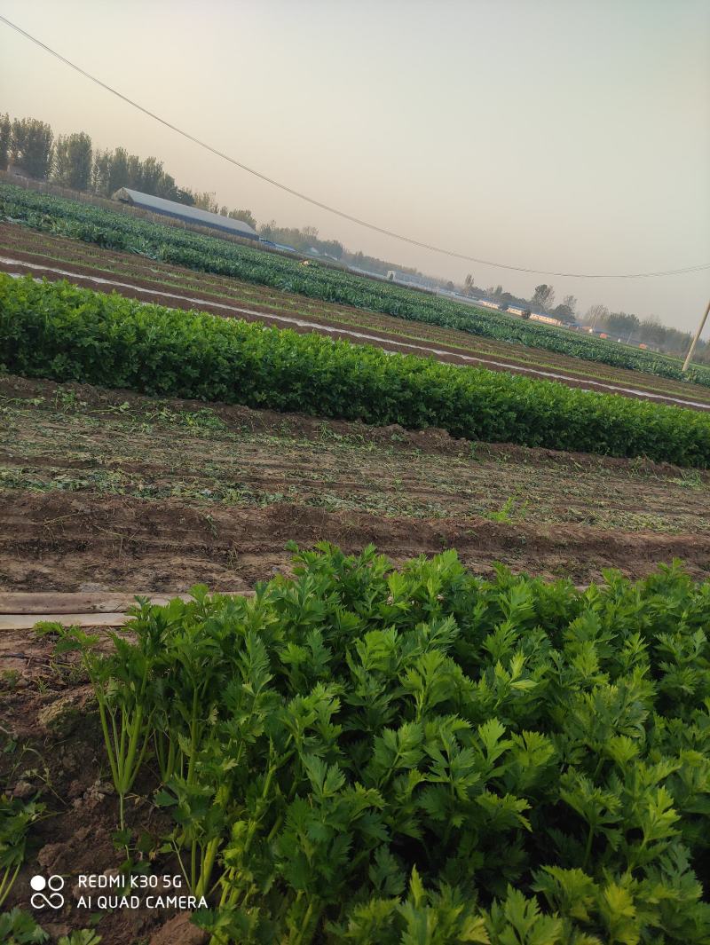 精品芹菜大量上市，价格不高，另外还有花菜，萝卜，包菜，