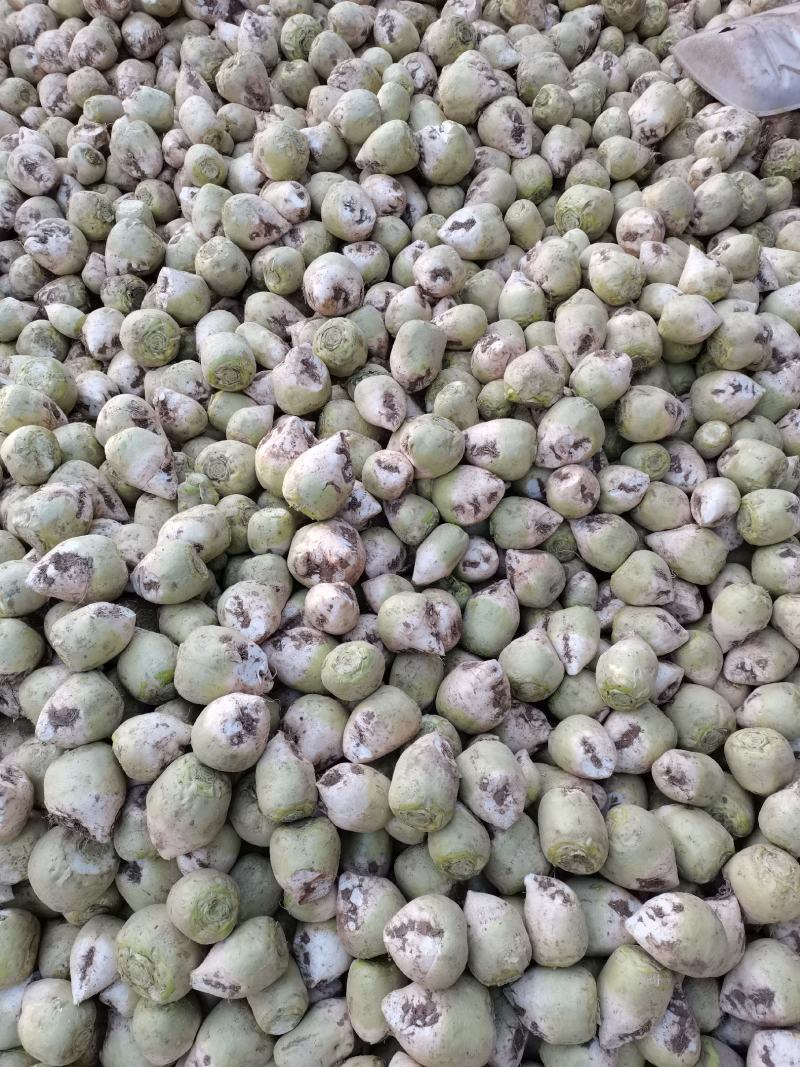 芥菜山东滕州大量上市中，可提供腌菜厂，加工厂及市场批发等