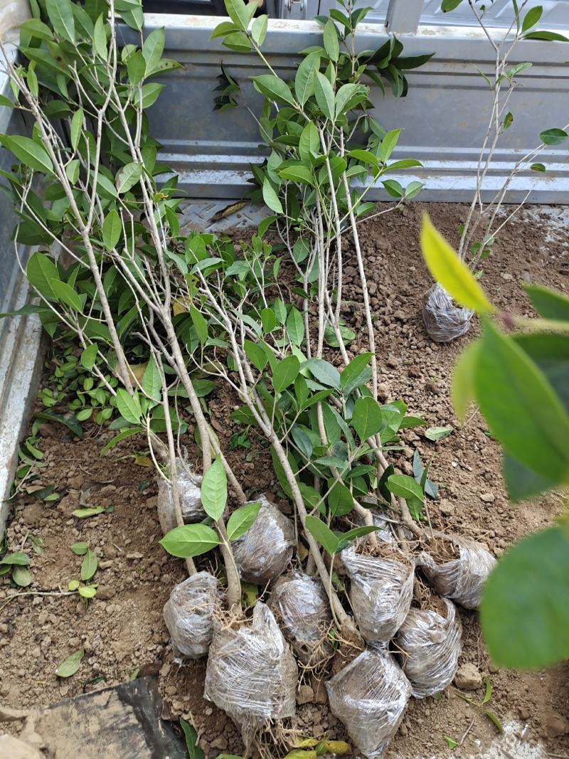 八月桂桂花苗高度30-50公分包邮价格5元一颗