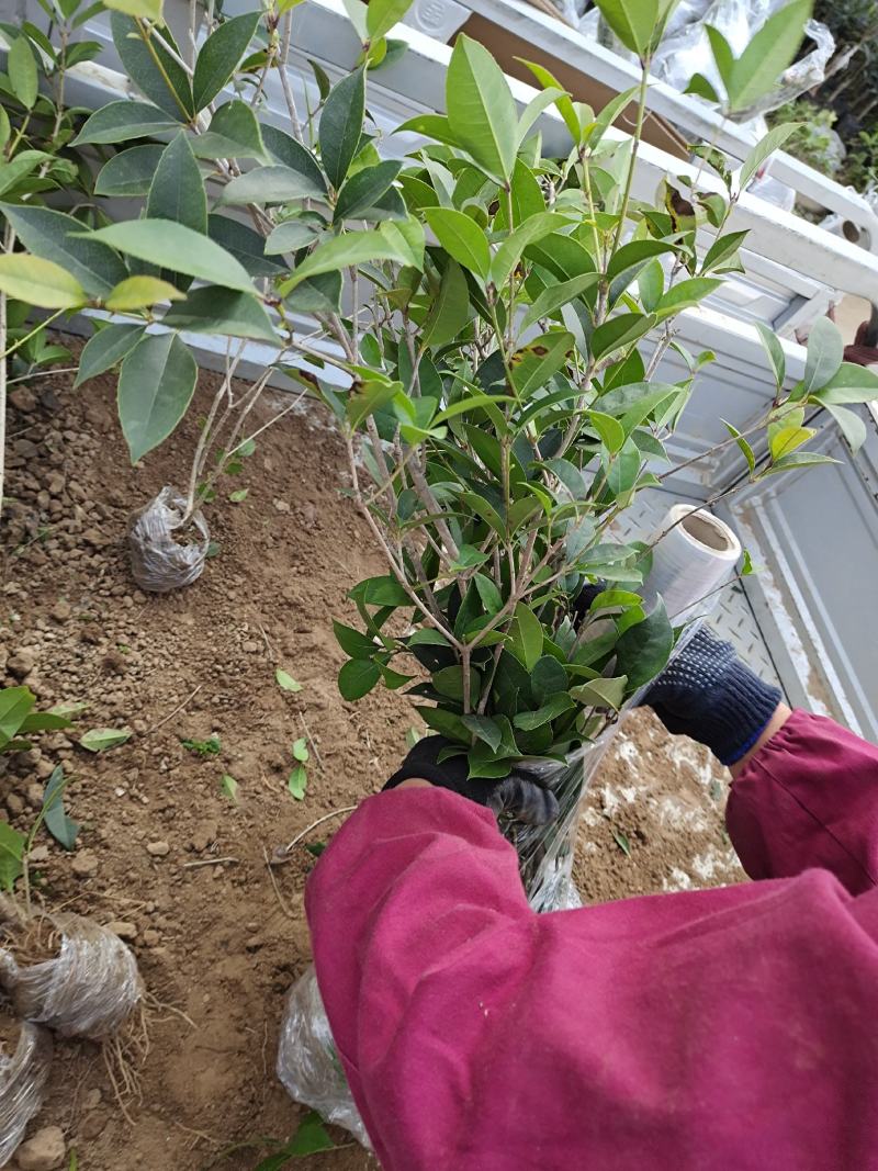 八月桂桂花苗高度30-50公分包邮价格5元一颗