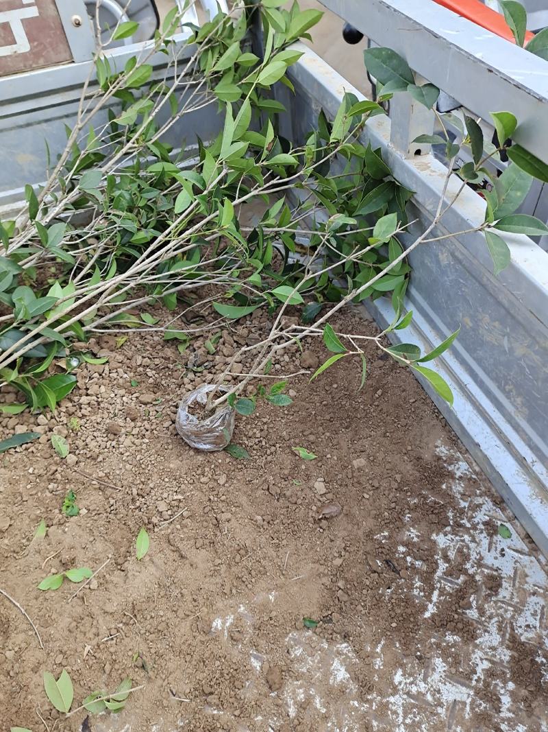 八月桂桂花苗高度30-50公分包邮价格5元一颗