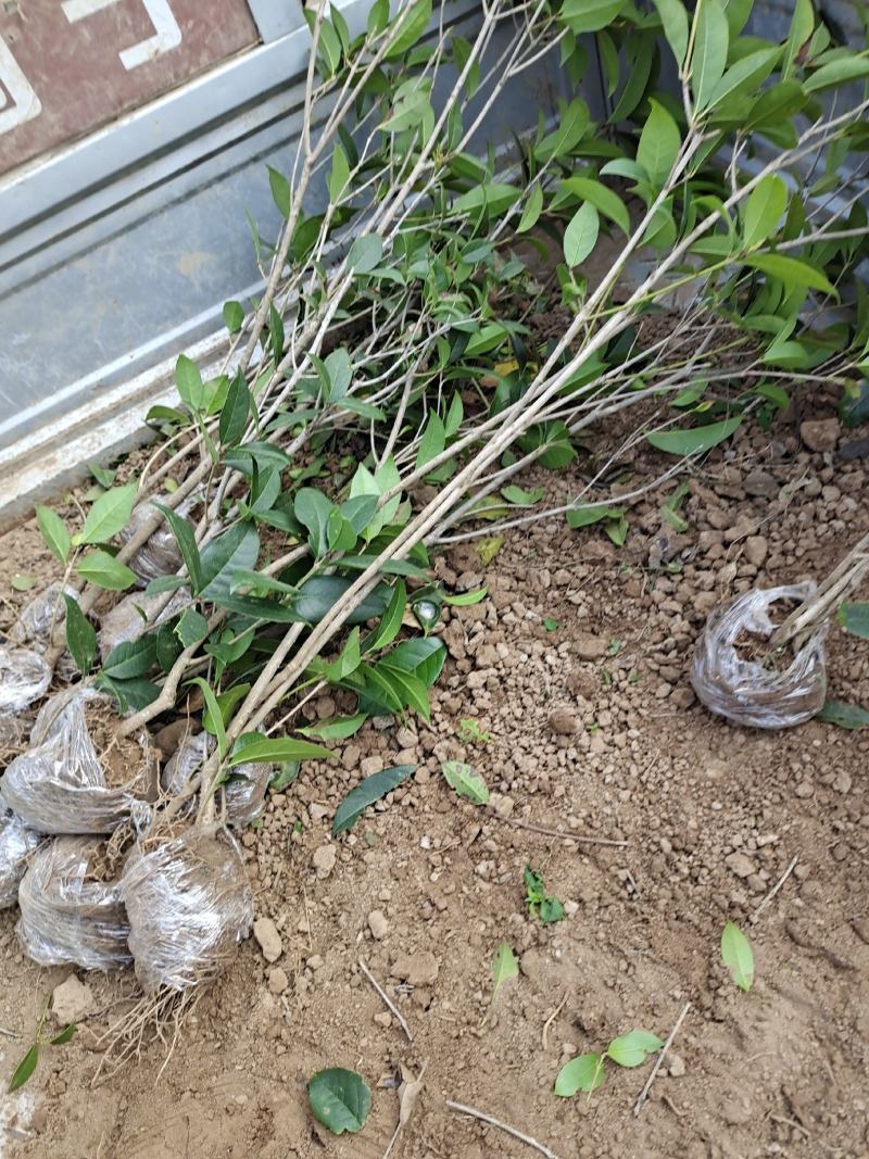 八月桂桂花苗高度30-50公分包邮价格5元一颗