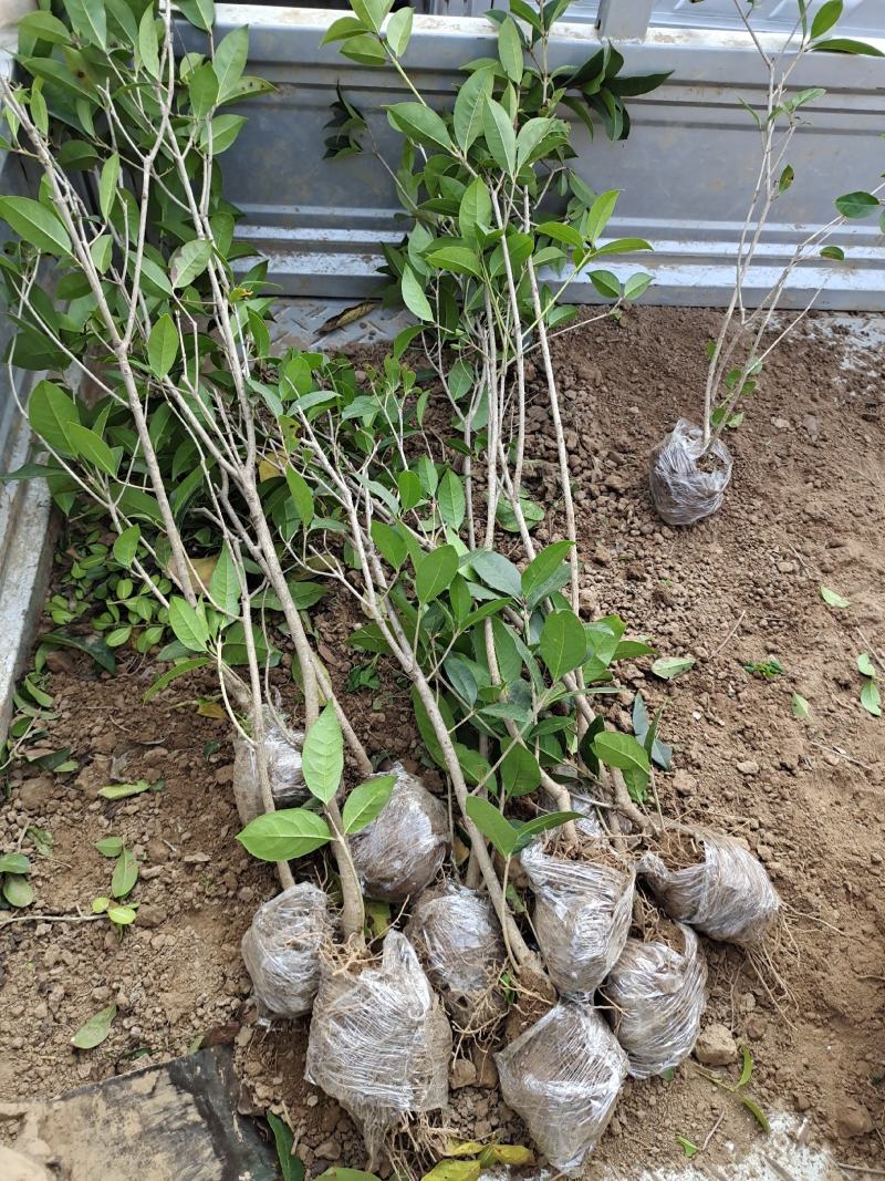 八月桂桂花苗高度30-50公分包邮价格5元一颗