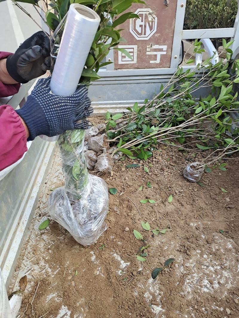 八月桂桂花苗高度30-50公分包邮价格5元一颗