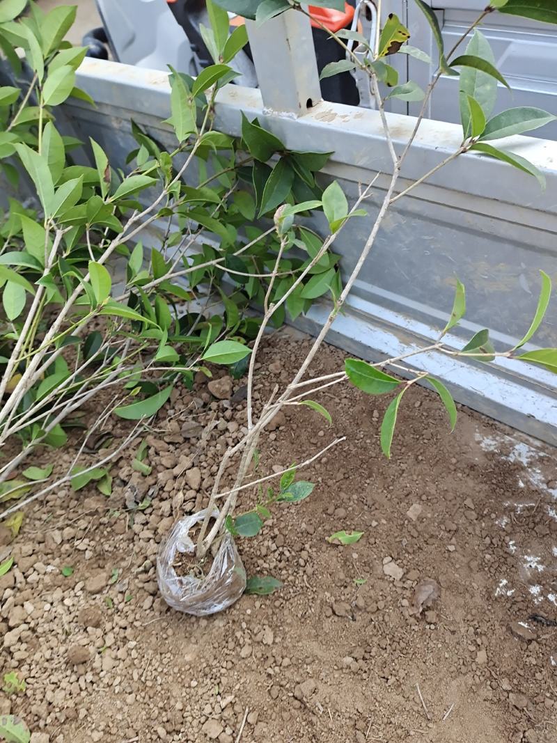 八月桂桂花苗高度30-50公分包邮价格5元一颗