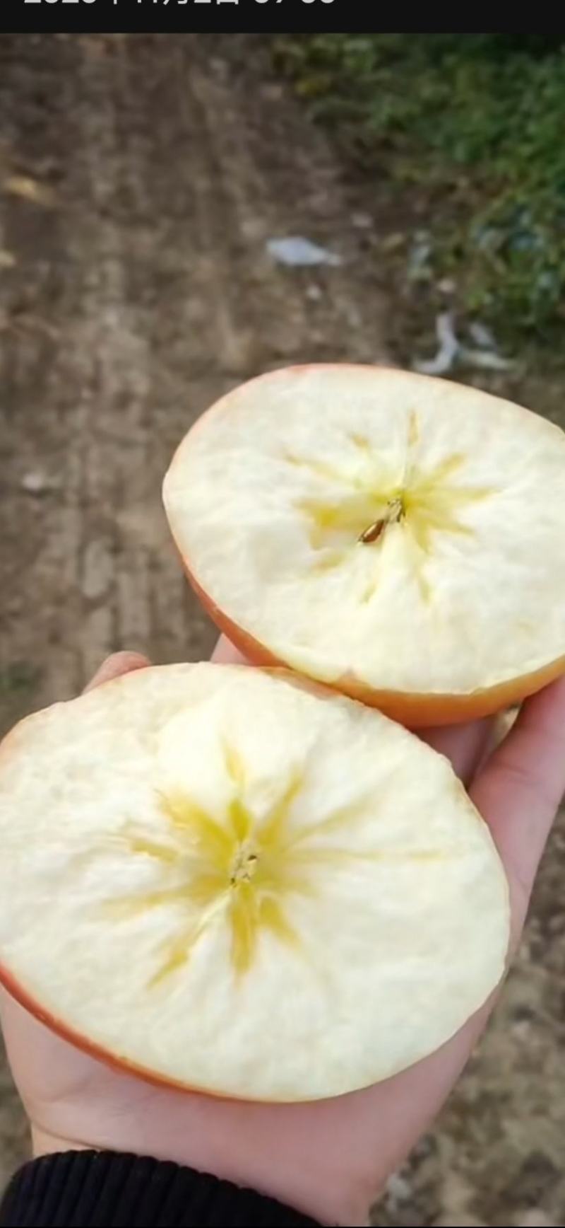 江苏丰县大沙河冰糖心烟富十招代理