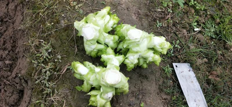 儿菜娃娃菜大心子出净货货源充足青秀个大