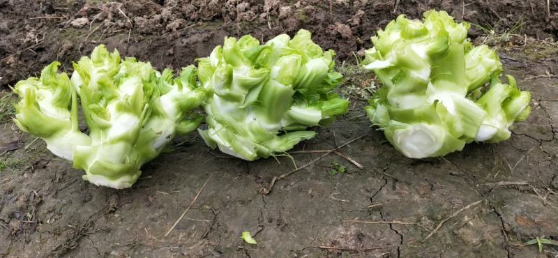 儿菜娃娃菜大心子出净货货源充足青秀个大