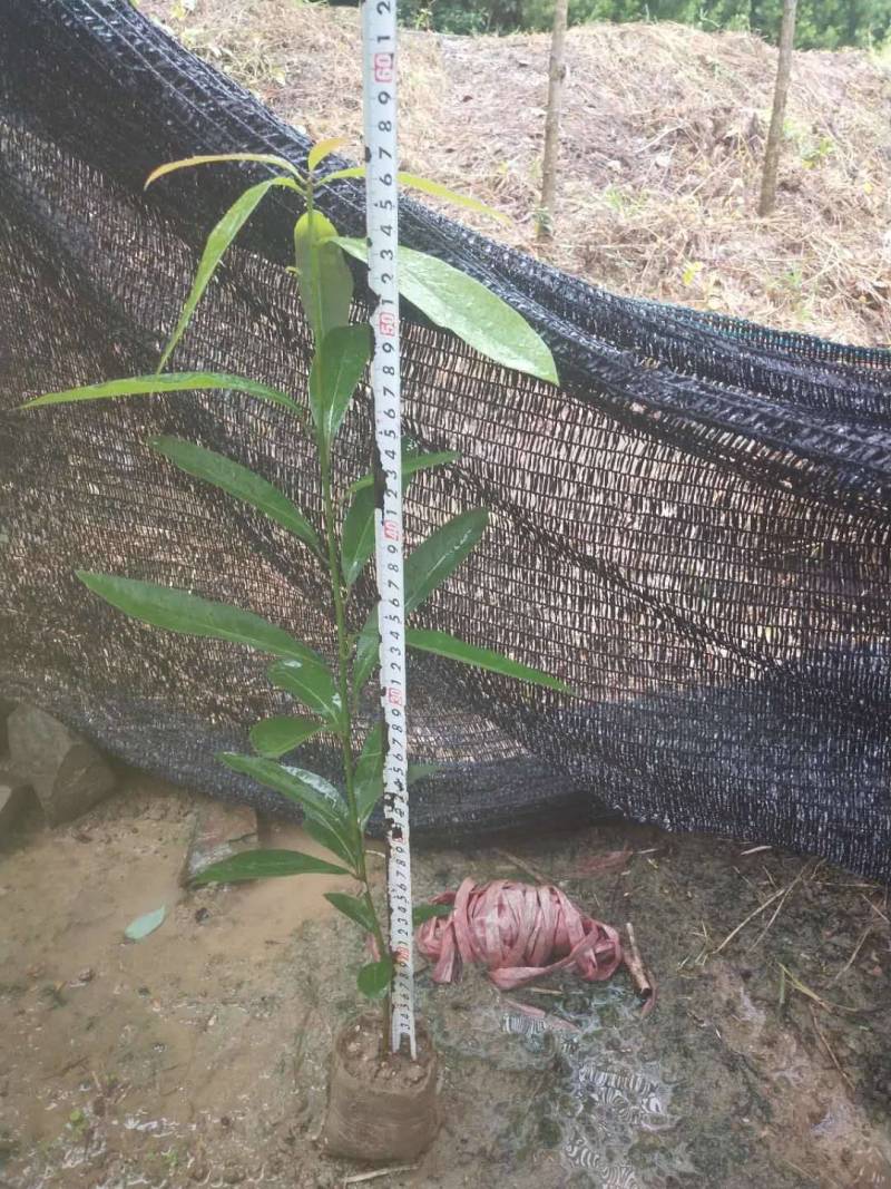 楠树苗刨花润楠树苗，香粉树杯苗，一手货源