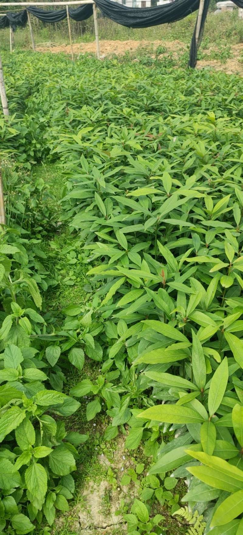 楠树苗刨花润楠树苗，香粉树杯苗，一手货源