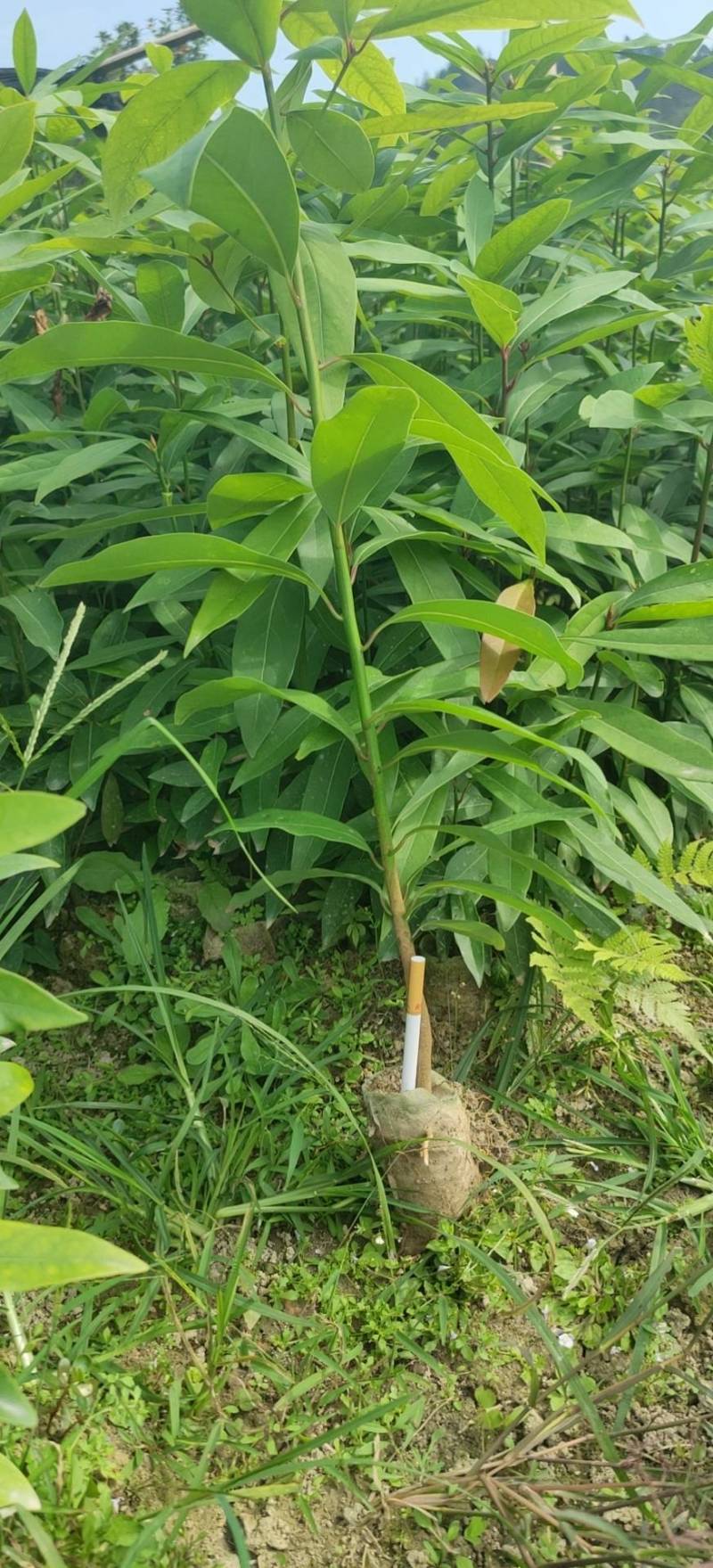 楠树苗刨花润楠树苗，香粉树杯苗，一手货源