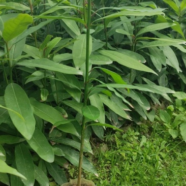 楠树苗刨花润楠树苗，香粉树杯苗，一手货源