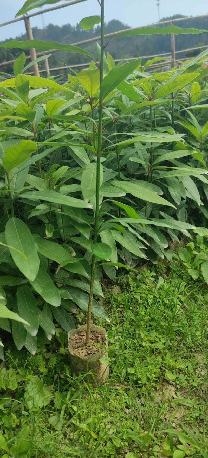 楠树苗刨花润楠树苗，香粉树杯苗，一手货源