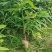 楠树苗刨花润楠树苗，香粉树杯苗，一手货源