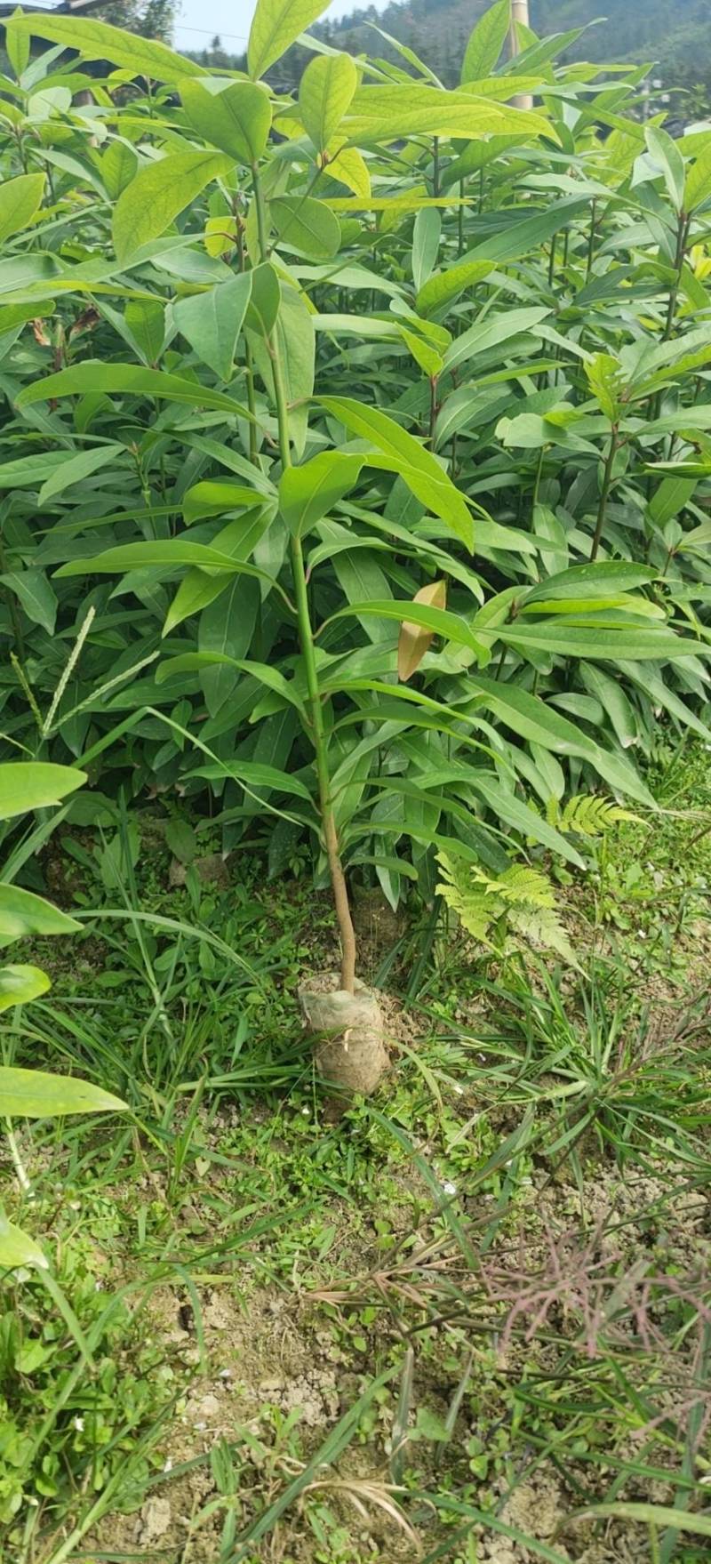 楠树苗刨花润楠树苗，香粉树杯苗，一手货源