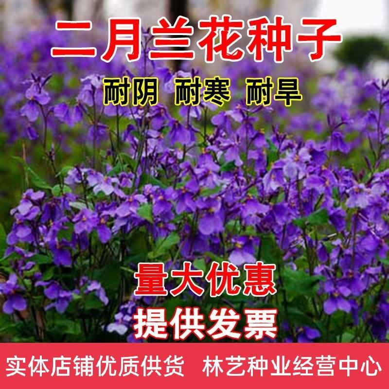 二月兰种子四季种易活二月兰花籽多年生宿根种子耐阴